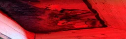 Kruising honden te koop: Teckel pups  - Advertentie 16