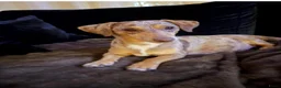 Jack Russel Terriër honden te koop: Choco merle teefje  - Advertentie 5