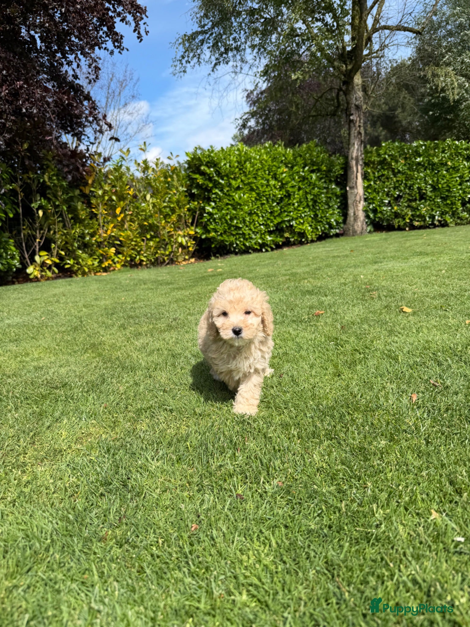 Labradoodle honden Mini Doodle (Dwergpoedel x Labradoodle) - Advertentie 1
