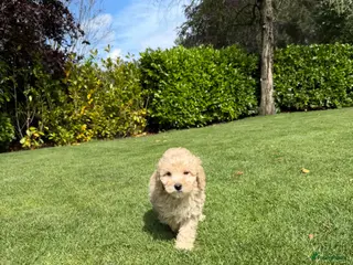 Labradoodle honden Mini Doodle (Dwergpoedel x Labradoodle) - Advertentie 1