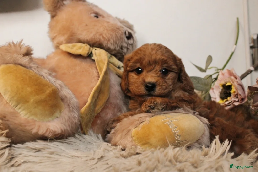 Maltipoo honden te koop: Prachtige Maltipoo puppy’s 🩷 - Advertentie 8