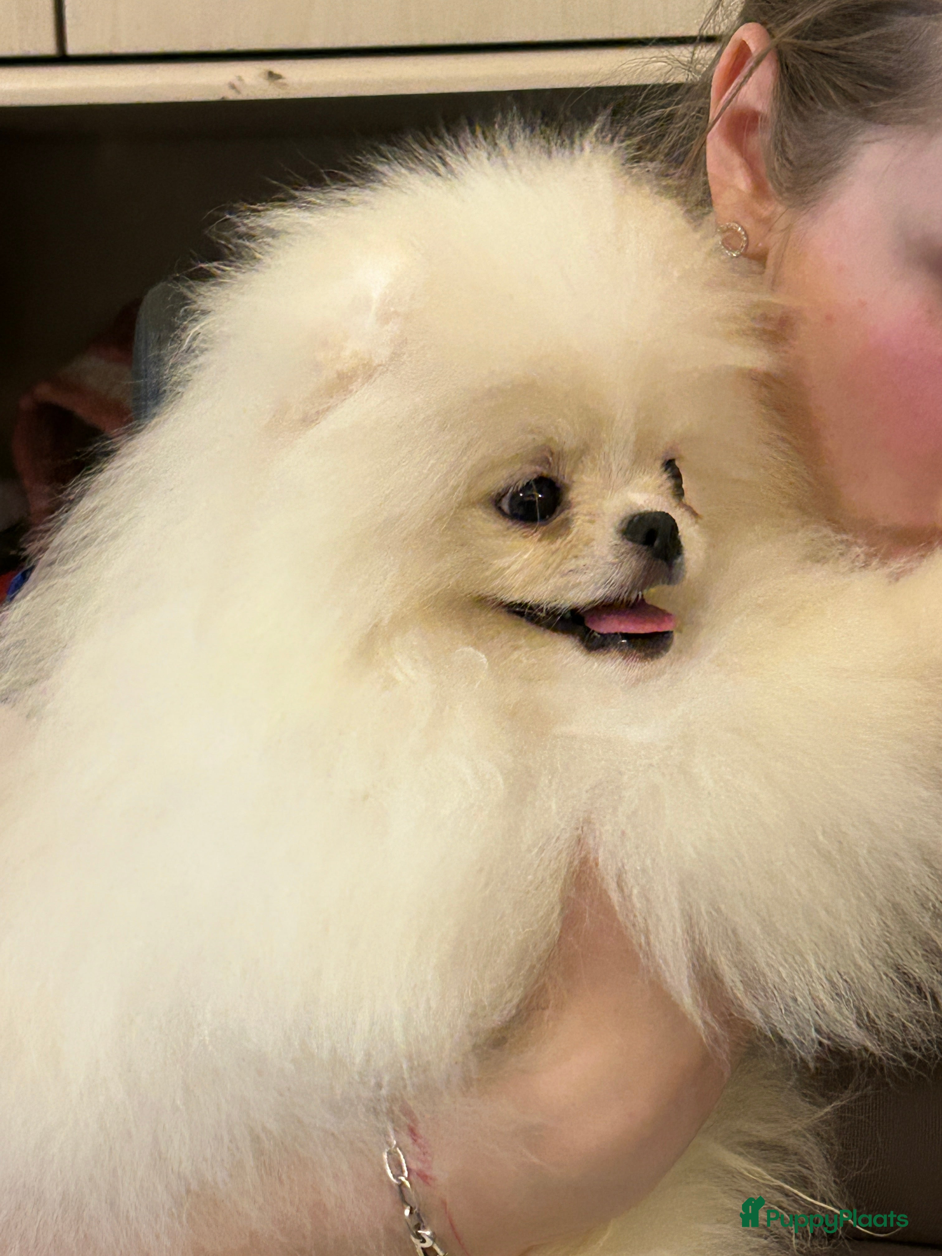 Pomeriaan honden Pomeranian❤️❤️ - Advertentie 1