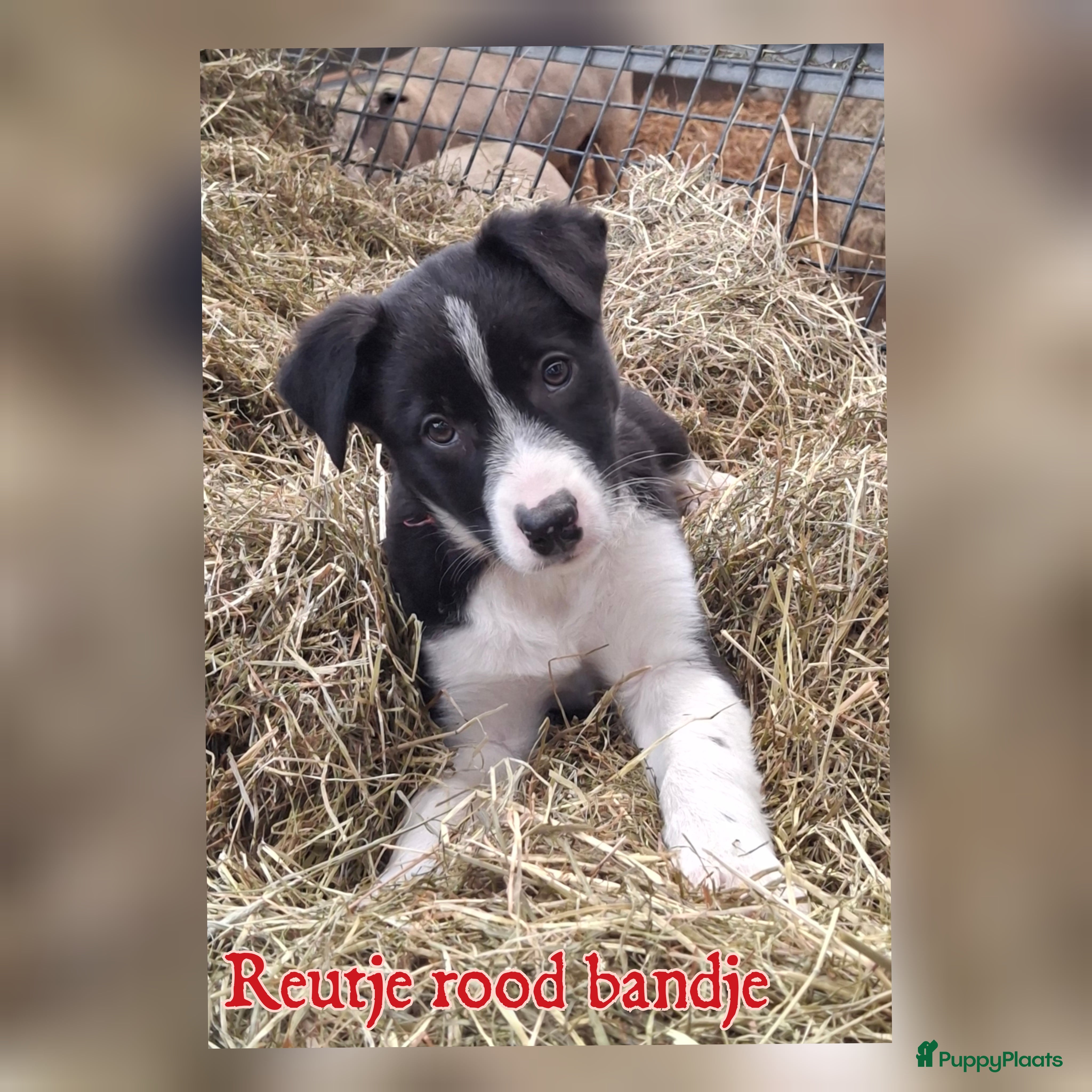 Border Collie honden Lieve border collie pups - Advertentie 2