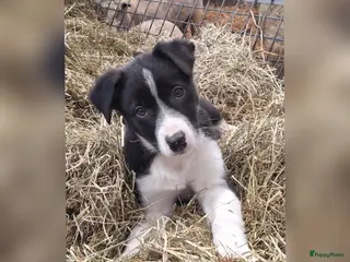 Border Collie honden Lieve border collie pups - Advertentie 2