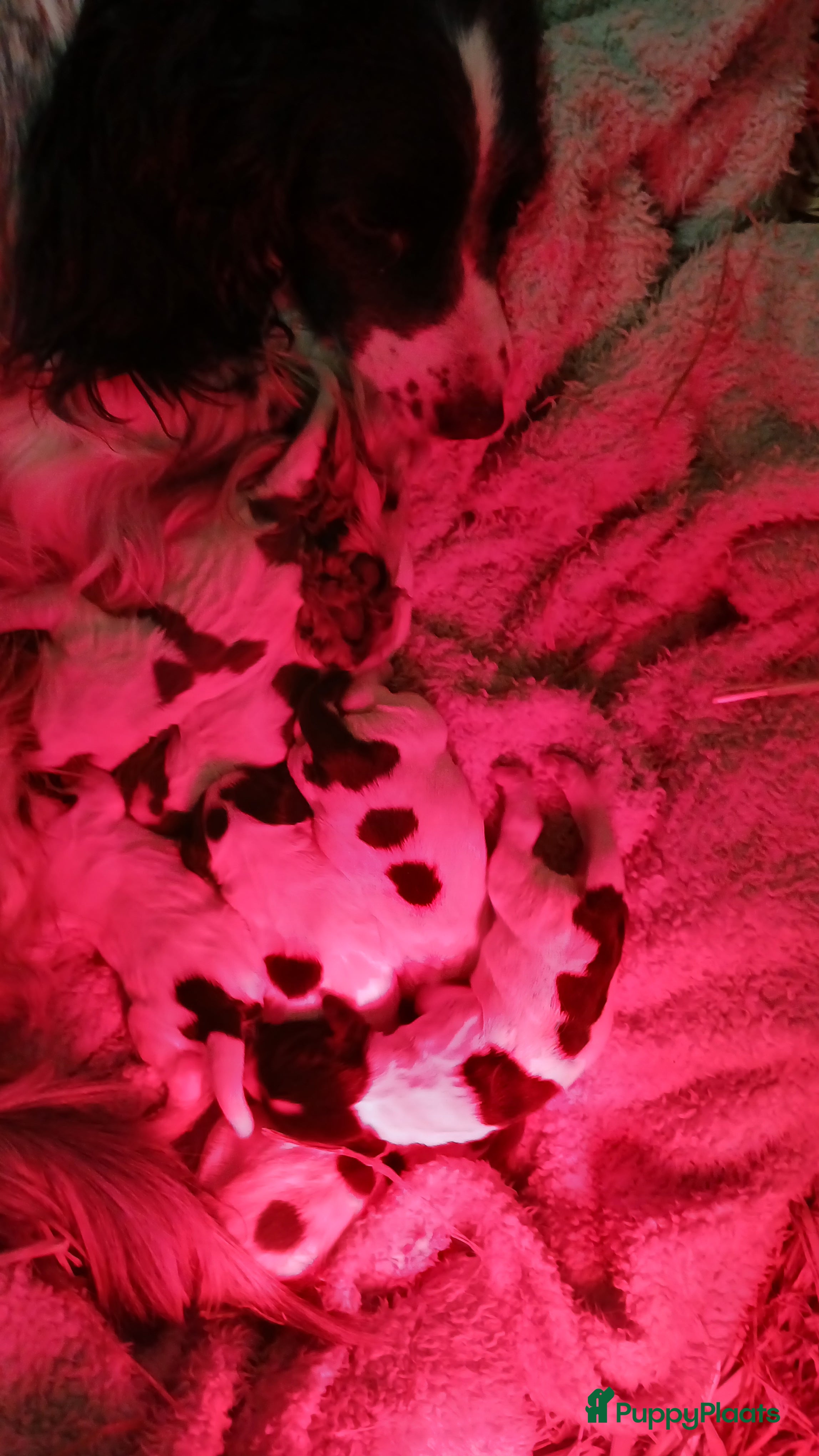 Engelse Springer Spaniel honden Engelse Springer Spaniel pups met stamboom - Advertentie 2