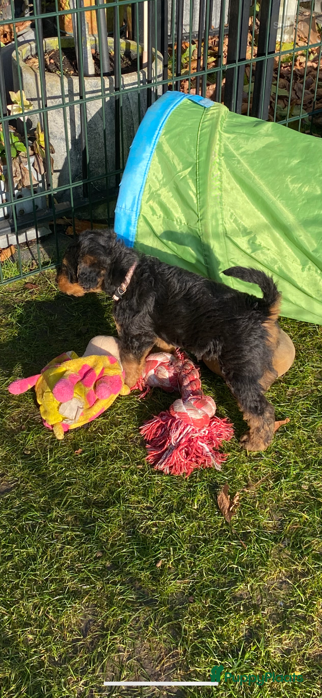 Airedale Terriër honden te koop: Airedale terriër pups  - Advertentie 22