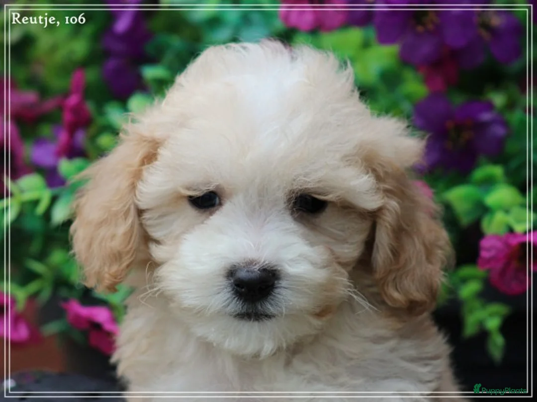 Maltipoo honden te koop: Leuke Maltipoo pups. - Advertentie 18