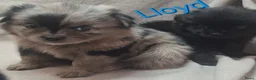 Kruising honden te koop: Prachtig Shiranian F1 pup reu shih tzu x pomeriaan - Advertentie 21