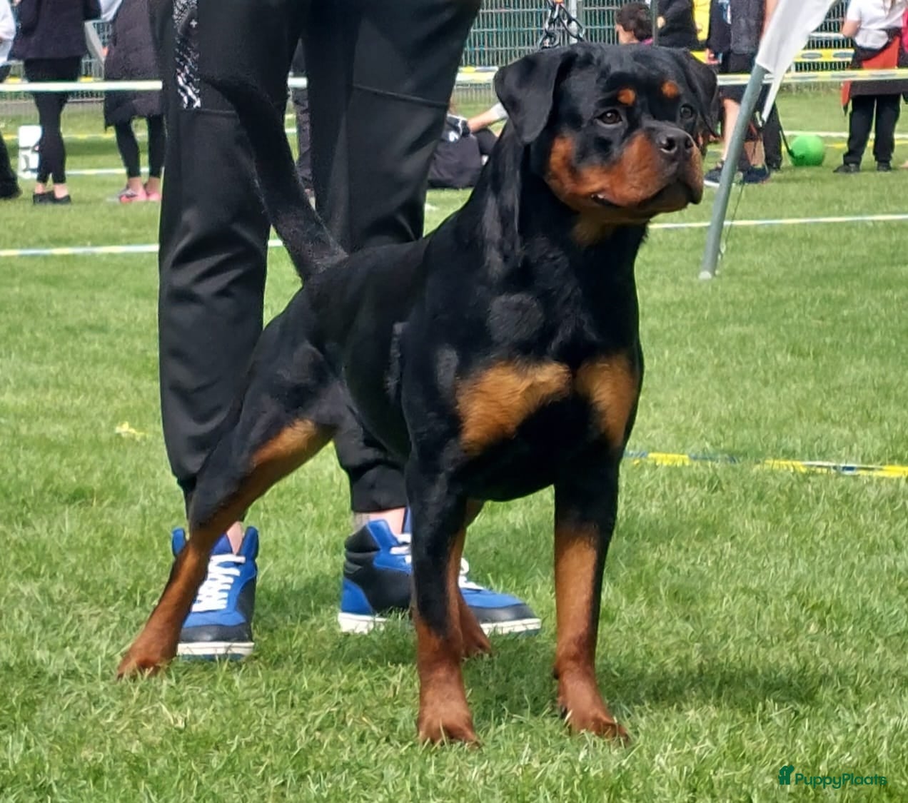 Rottweiler honden Rottweiler pups met stamboom, nog één teefje - Advertentie 1