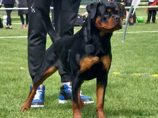 Rottweiler honden Rottweiler pups met stamboom, nog één teefje - Advertentie 1