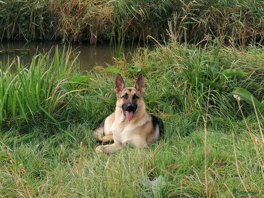 Duitse Herder honden te koop: Prachtige Duitse herder pups * mogen vd week weg * - Advertentie 14