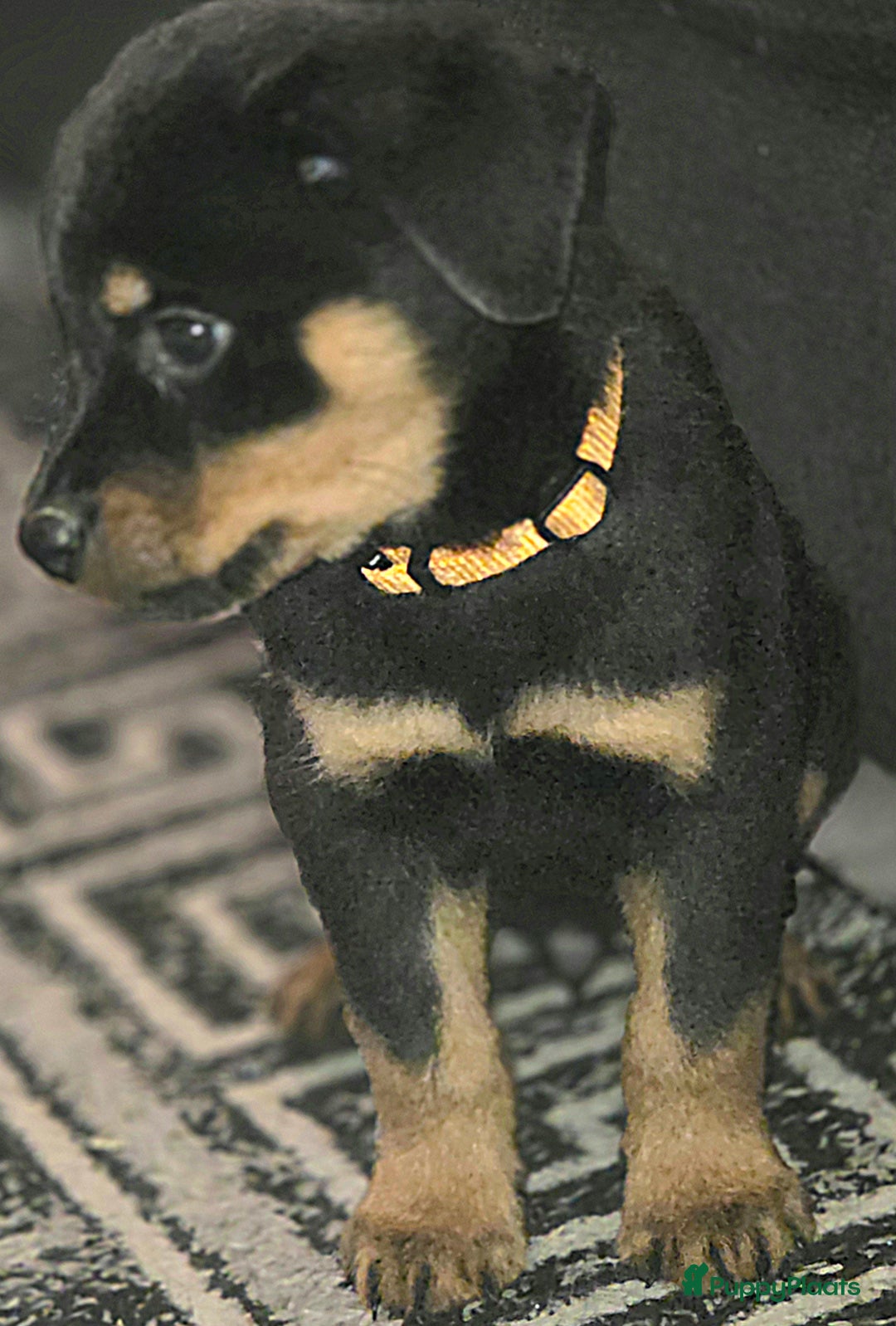Rottweiler honden te koop: Rottweiler pups  - Advertentie 7