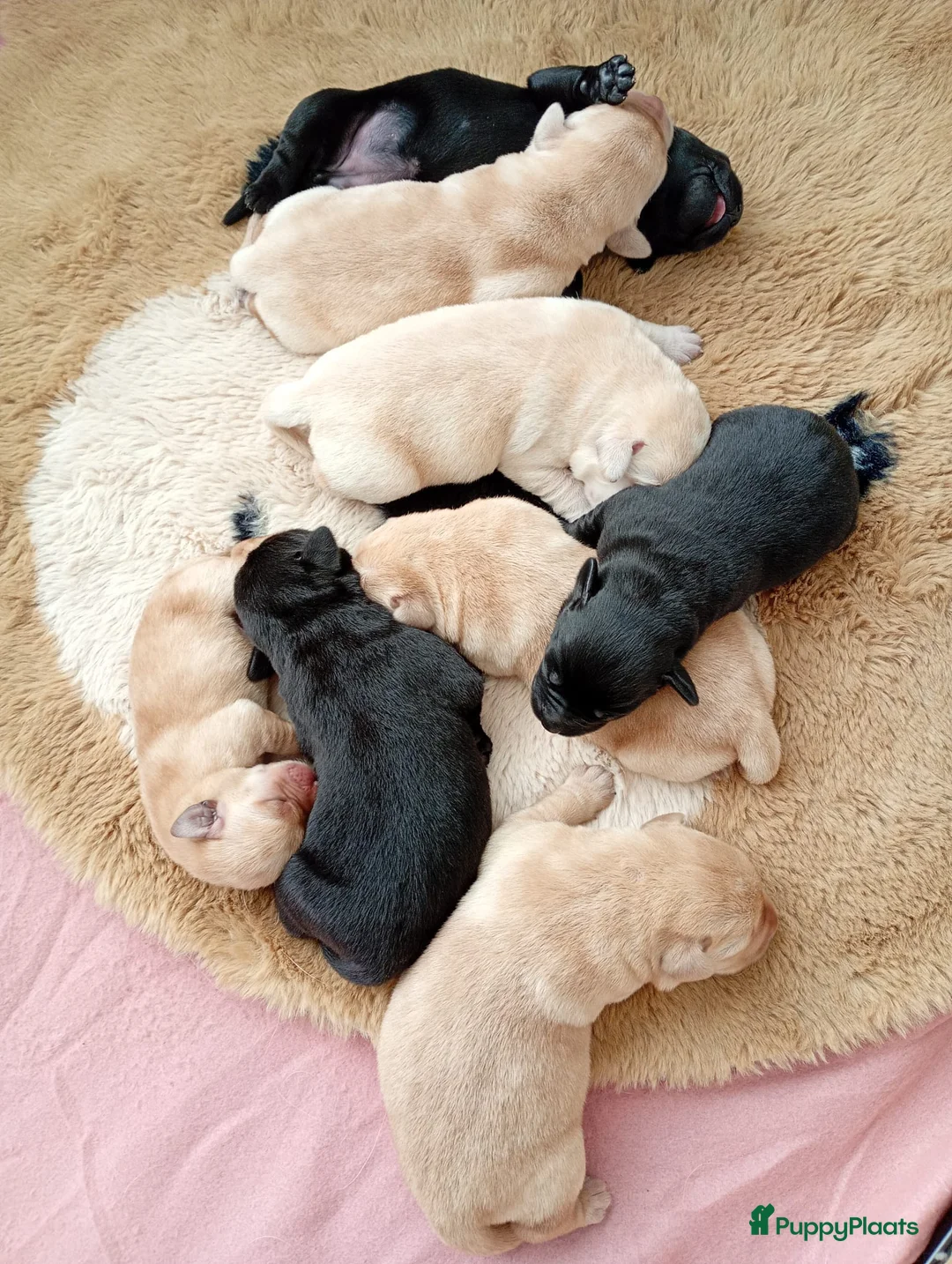 Labrador Retriever honden te koop: Labrador retriever puppies - Pedigree  - Advertentie 3