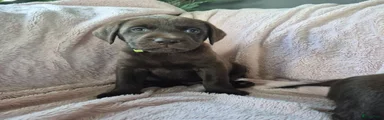 Labrador Retriever 3