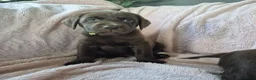 Labrador Retriever honden te koop: Labrador pups - Advertentie 12