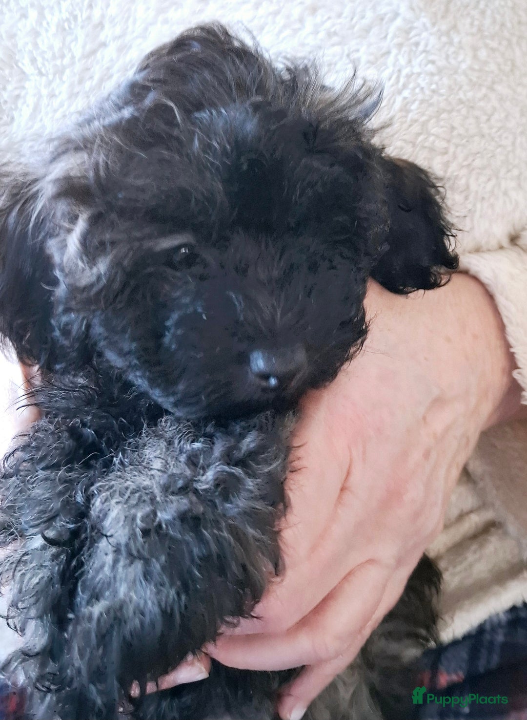 Maltipoo honden te koop: Moos & Pepper - Advertentie 13