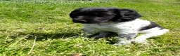 Friese Stabij honden te koop: Prachtige Friese Stabij pups reutjes! - Advertentie 15