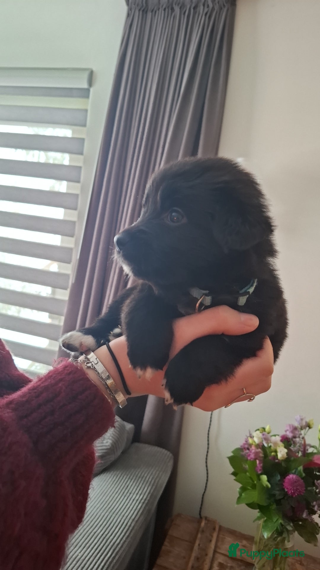 Kruising honden te koop: Boulab pups - Advertentie 3