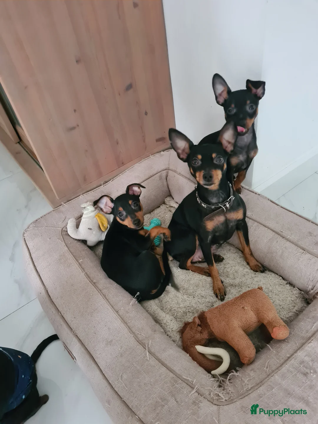 Praagse Rattler honden te koop:  Raszuivere puppy's Praagse rattler  - Advertentie 4