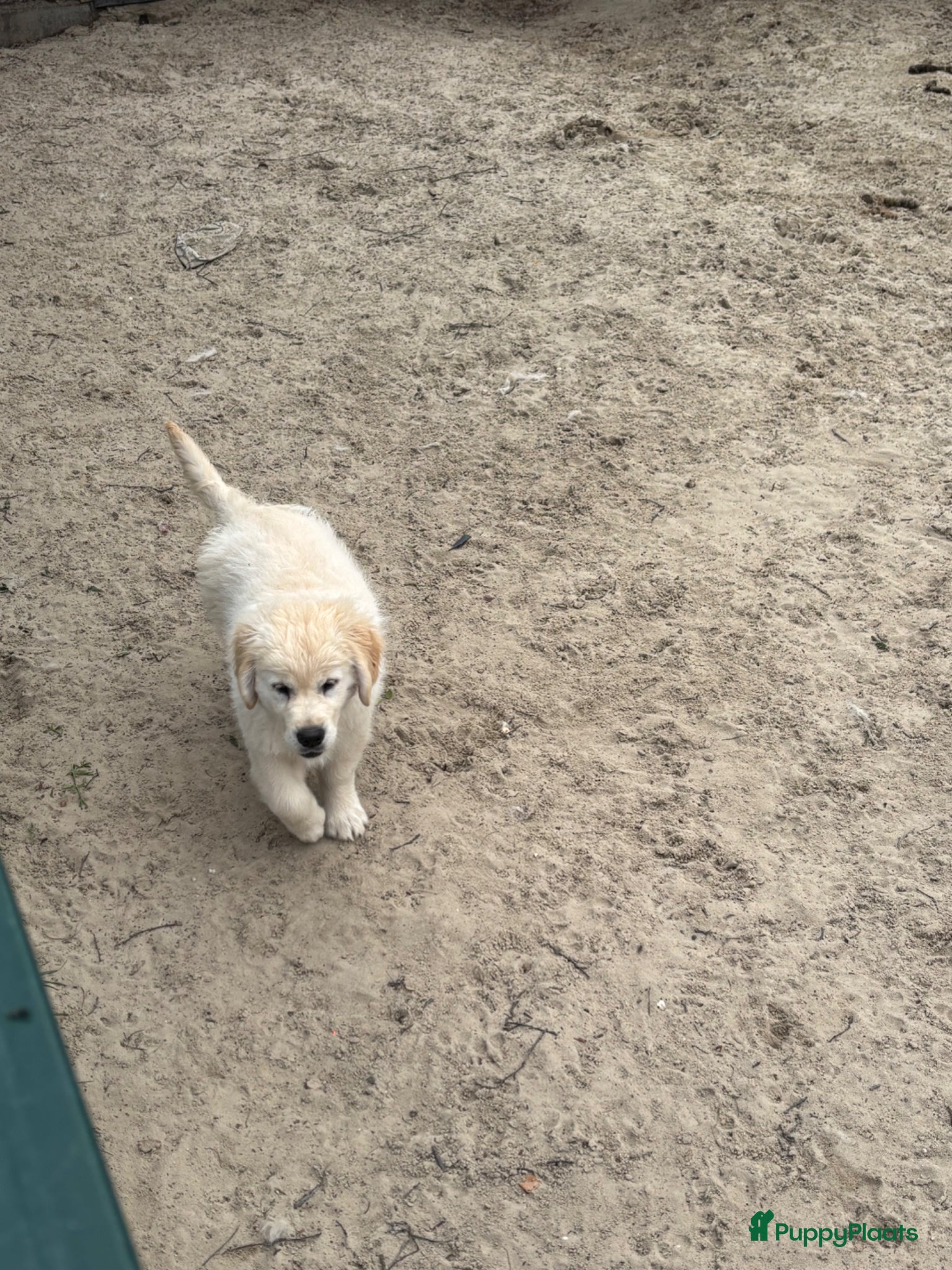 Golden Retriever honden Prachtige pup  - Advertentie 14