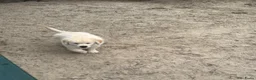Golden Retriever honden te koop: Prachtige pup  - Advertentie 1