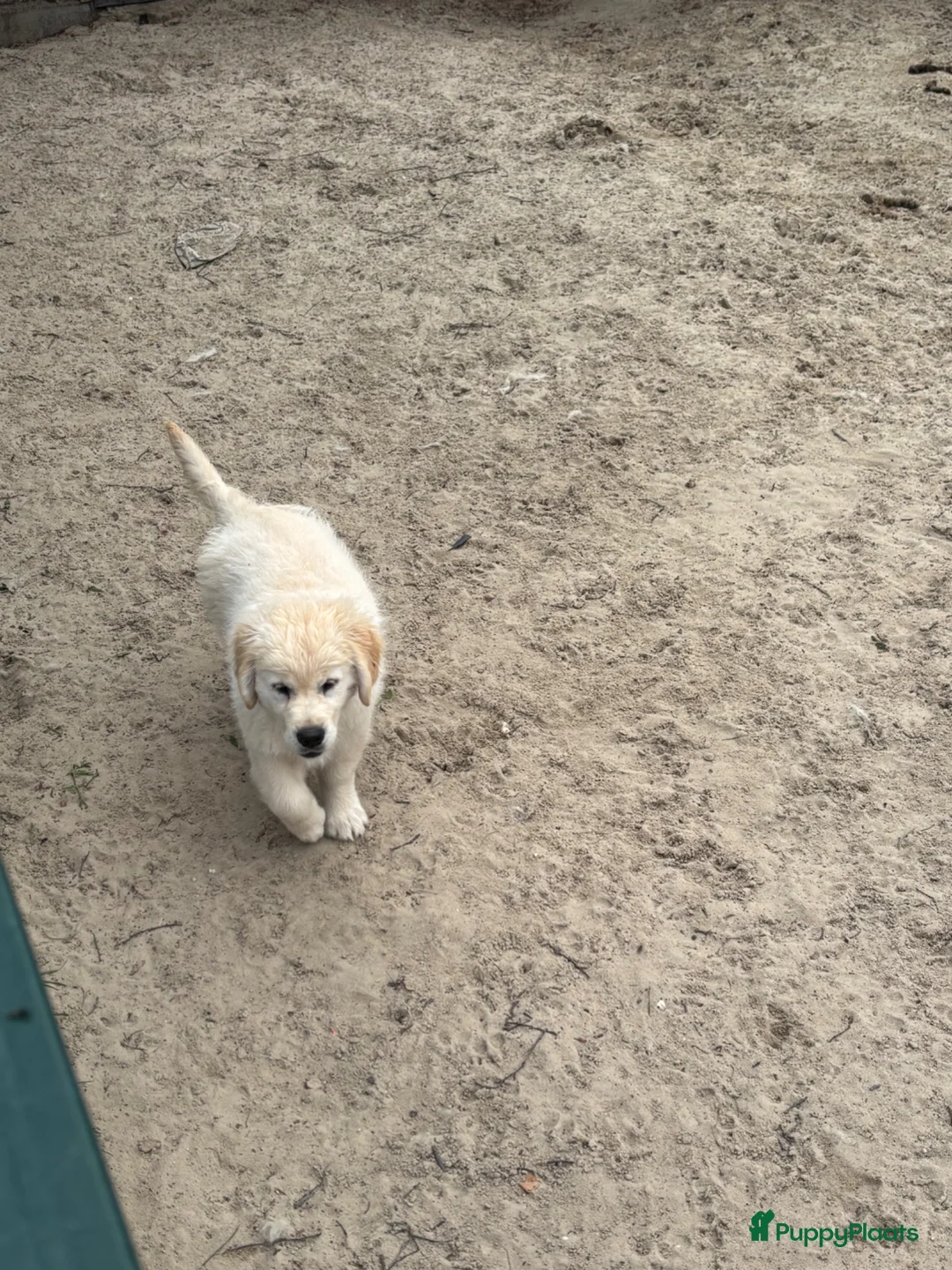 Golden Retriever honden te koop: Prachtige pup  - Advertentie 1