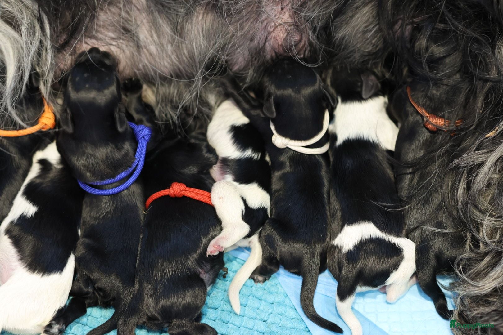 Nederlandse Schapendoes honden Mooie schapendoespups beschikbaar - Advertentie 2