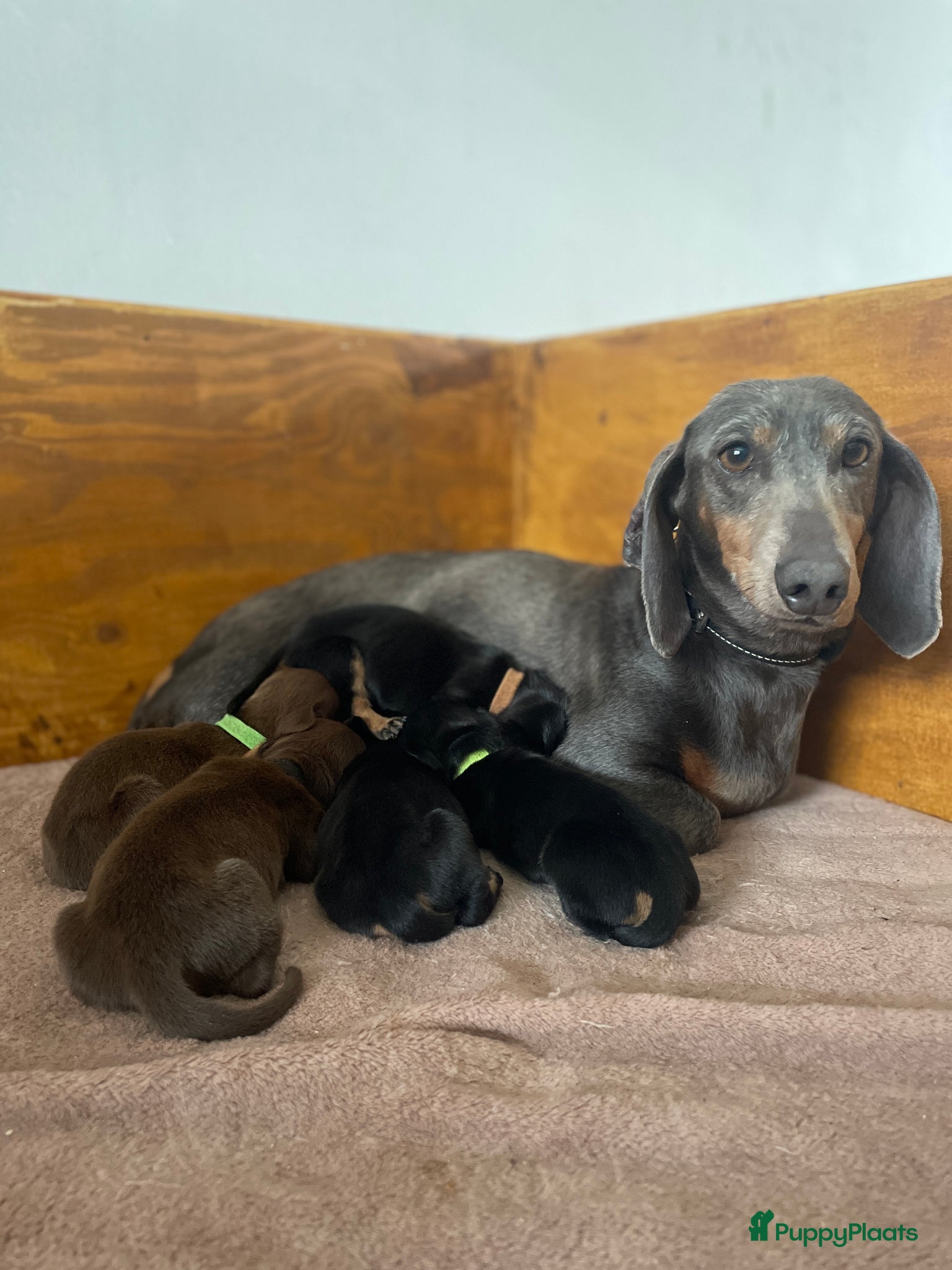 Teckel (korthaar)  honden Update 3 Teckel pups - Advertentie 1