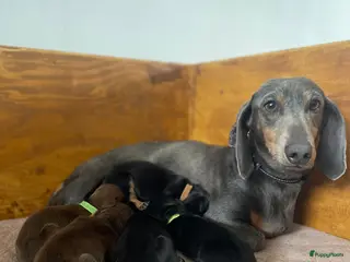 Teckel (korthaar) honden Update 3 Teckel pups - Advertentie 2