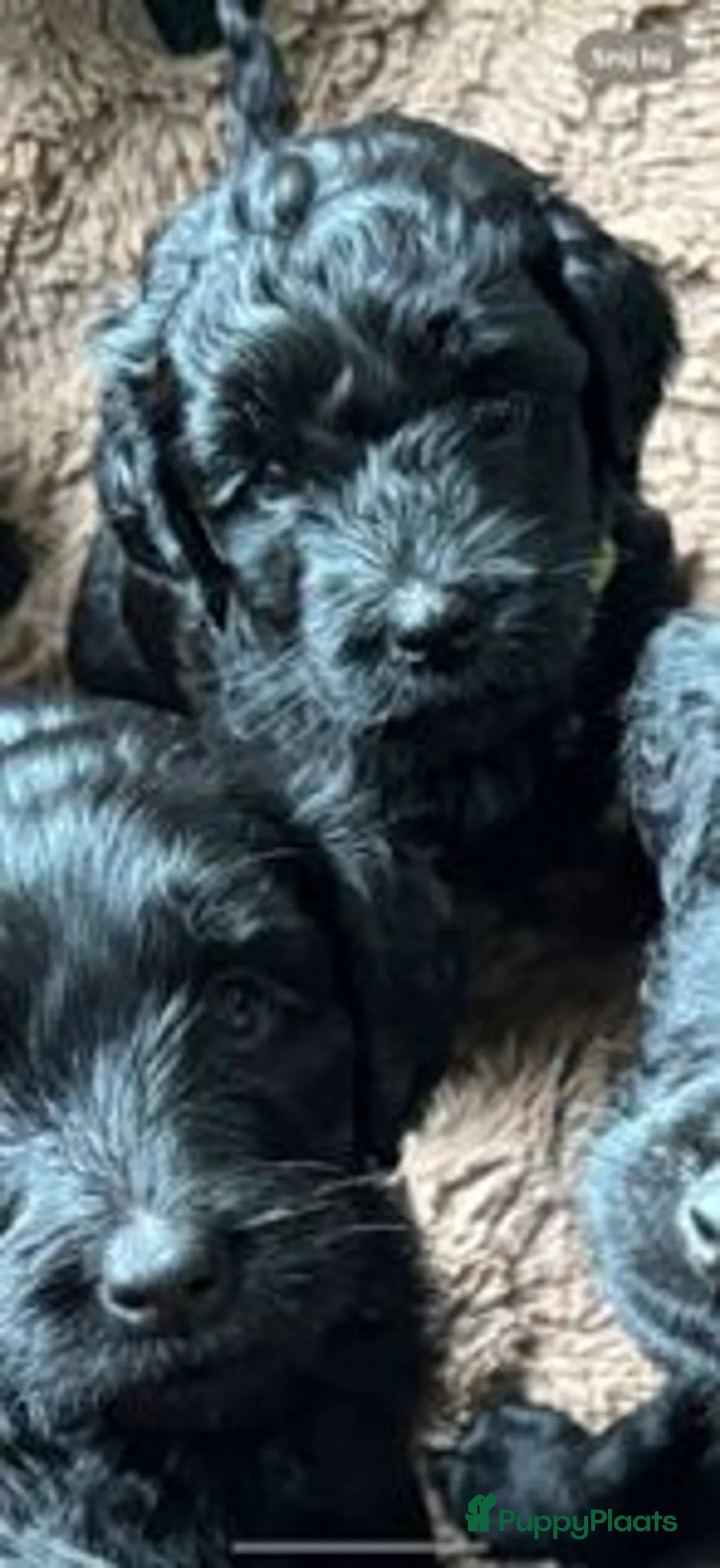 Goldendoodle honden te koop: Goldendoodle pups (België) - Advertentie 18