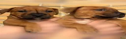 American Staffordshire Terriër honden te koop: Amerikaanse Stafford pups  - Advertentie 8