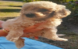 Labradoodle honden te koop: Labradoodle pups - Afbeelding 9