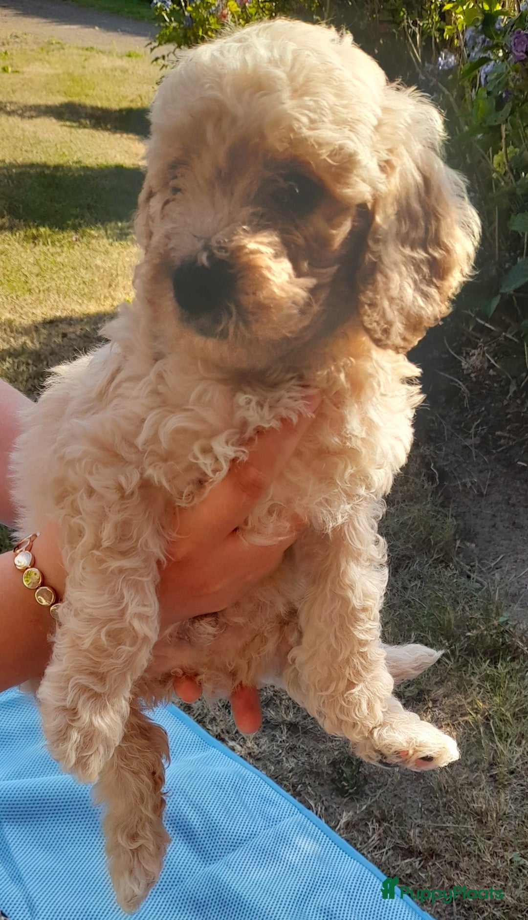 Labradoodle honden te koop: Labradoodle pups - Afbeelding 9