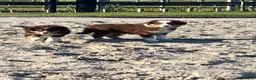 Australian Shepherd honden te koop: Miniature American shepherd - Advertentie 5