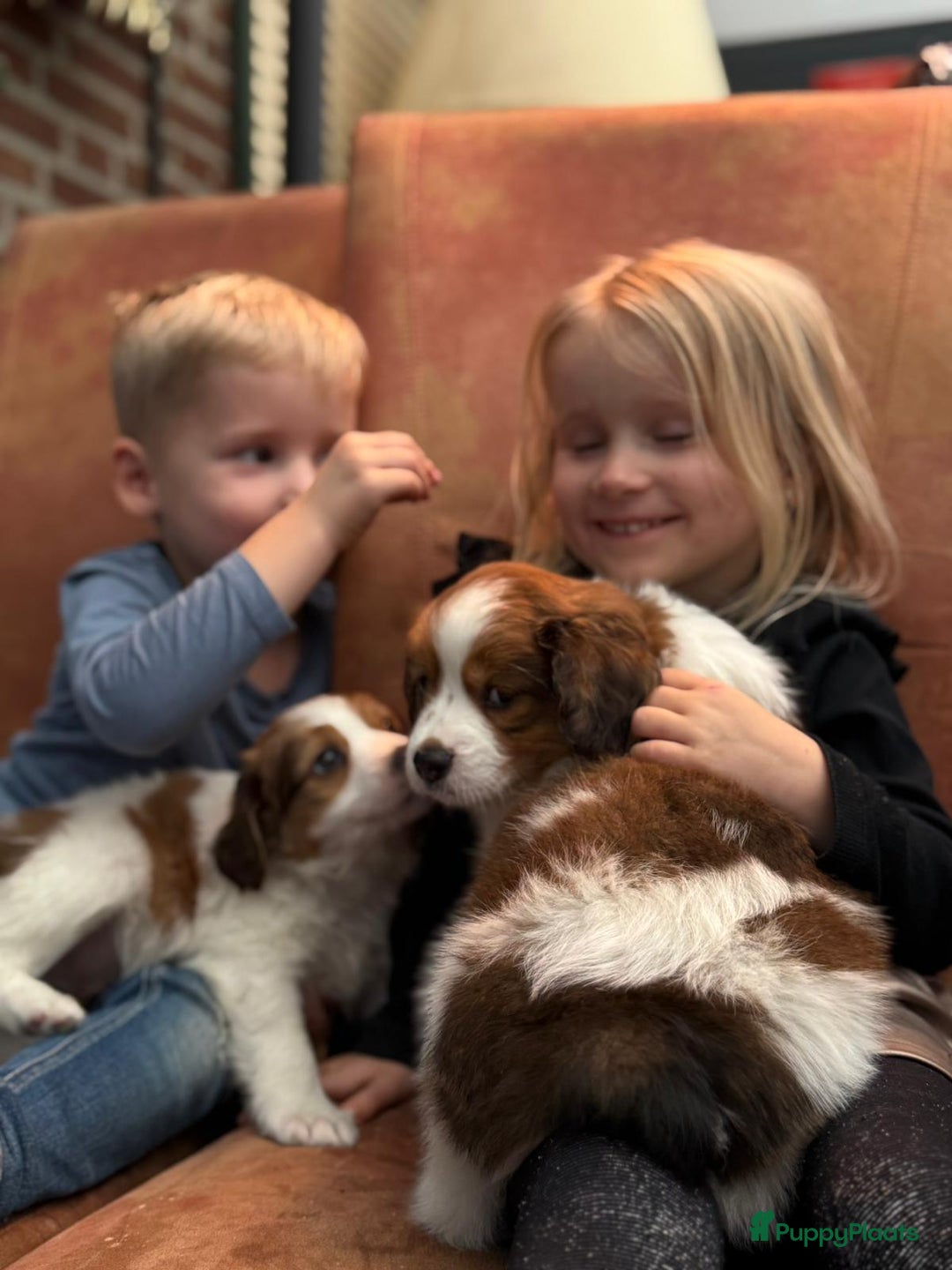 Kooikerhondje honden te koop: Schitterende kooikerhondje pups  - Advertentie 26