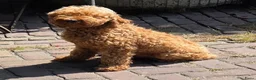 Labradoodle honden te koop: Labradoodle pups kleine maat reutjes F3  - Advertentie 4
