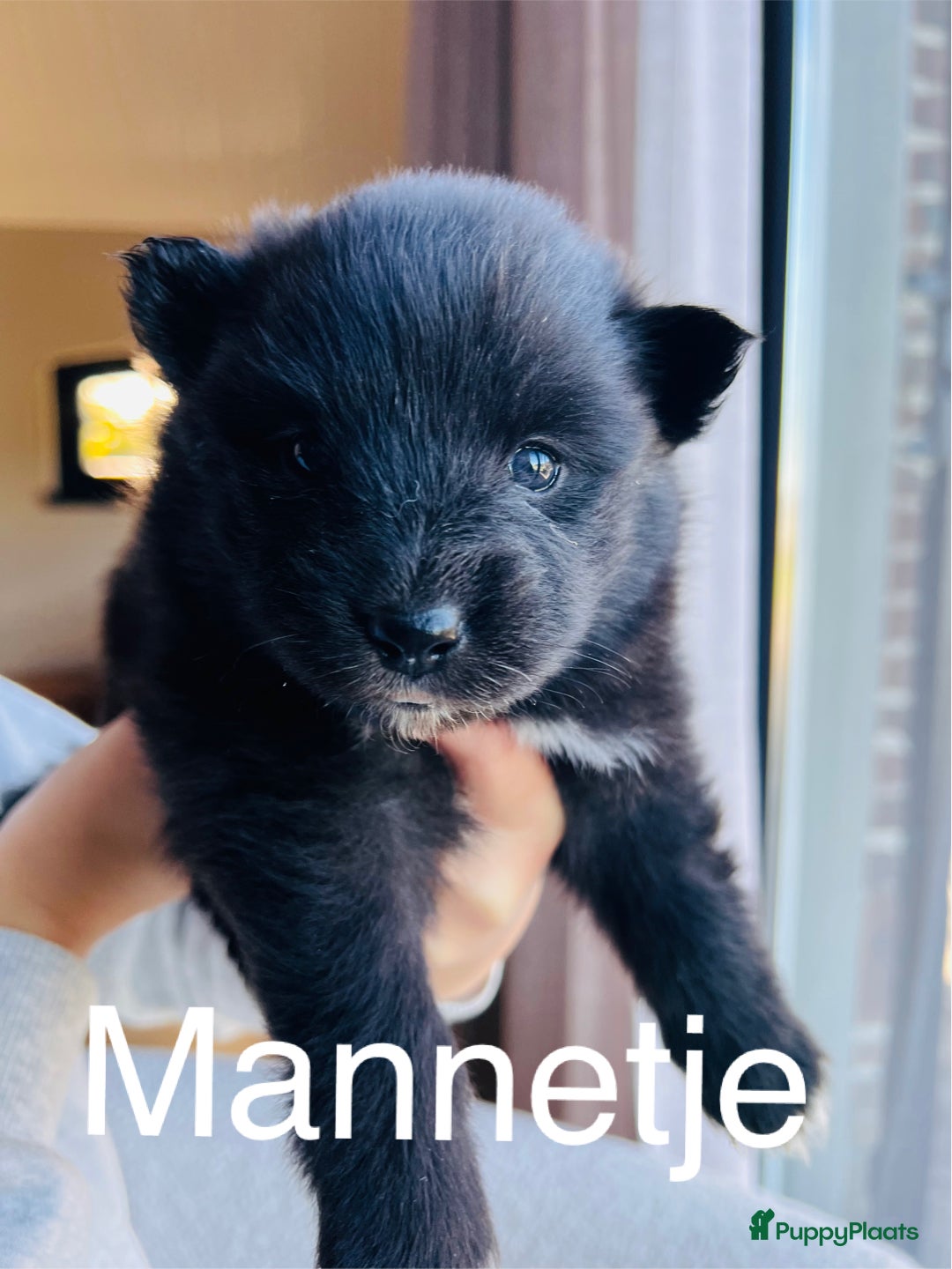 Pomsky honden te koop: Pomsky pups  - Advertentie 8