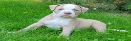 Amerikaanse Bulldog honden te koop: Mooie Amerikaanse Bulldog pups  - Advertentie 4