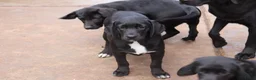 Labrador Retriever honden te koop: leuke labrador pups - Advertentie 4
