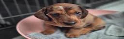 Teckel (korthaar)  honden te koop: Dwerg teckel pups - Advertentie 16