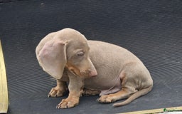 Teckel (korthaar)  honden te koop: Teckel pups mogen verhuizen - Afbeelding 4