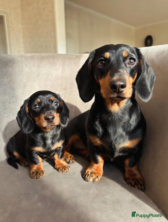 Teckel (korthaar)  honden  dwergteckel puppy's  - Advertentie 1