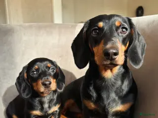 Teckel (korthaar) honden dwergteckel puppy's - Advertentie 1