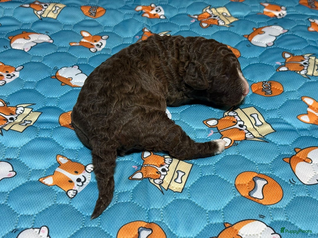 Spaanse Waterhond honden te koop: Spaanse Waterhond pups  - Advertentie 4