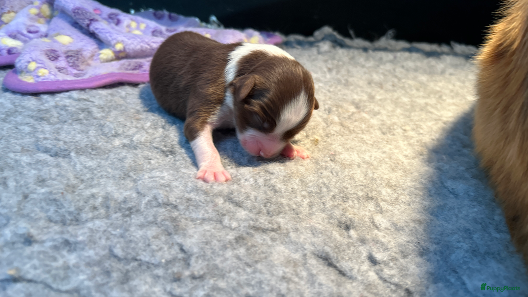 Australian Shepherd honden te koop: Prachtige Aussie Pups in Hulten - Afbeelding 11