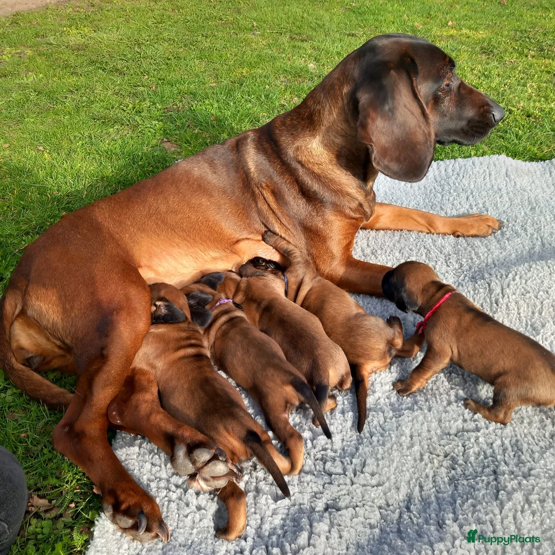 Beierse Bergzweethond honden te koop: Te koop in Ysselsteyn - Advertentie 3