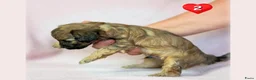 Kruising honden te koop: Prachtige Chi-doodle pups (chihuahua-toypoedel) - Advertentie 8