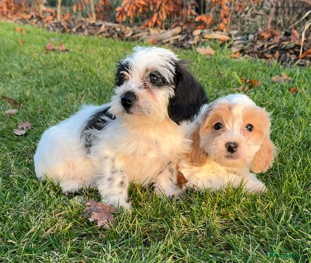 Maltipoo honden te koop: Leuke maltipoo pups  - Advertentie 16