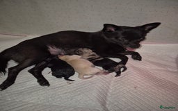 Pomchi honden te koop: Pomchi pups - Afbeelding 4