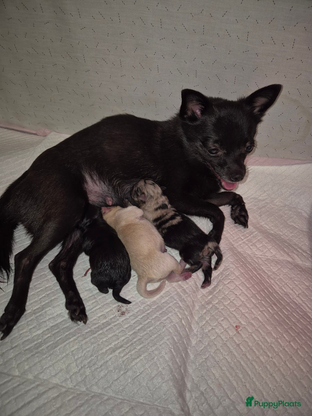 Pomchi honden te koop: Pomchi pups - Afbeelding 4
